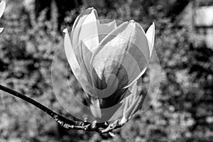 Black and white flower Liriodendron Tulipifera Tulip Tree, American Tulip Tree, Tuliptree, Tulip Poplar, Whitewood, Fiddle-tree