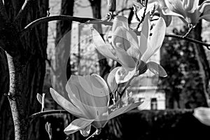 Black and white flower Liriodendron Tulipifera Tulip Tree, American Tulip Tree, Tuliptree, Tulip Poplar, Whitewood, Fiddle-tree