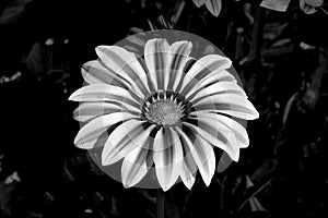 Black and White Flower