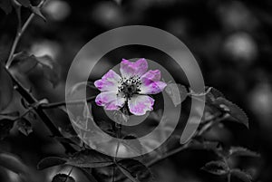 Black and White Flower Photograph Purple Lila photo