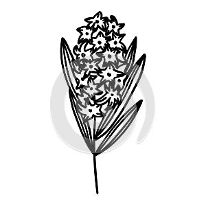 Black and white flower. Plant in outline doodle style. Hand drawn simple vector illustration