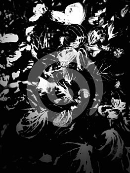 Black white flower tree