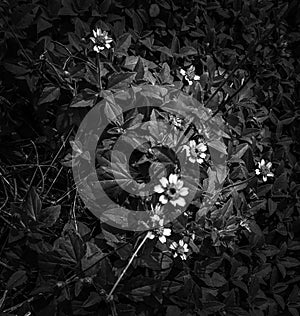 black and white flower tree