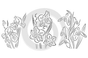 Black and white flowers, iris, daffodil and snowdrop. Illustration can be used for coloring book and pictures for children