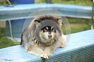 Black and white fluffy Alaskan Malamute in the summer garden pool