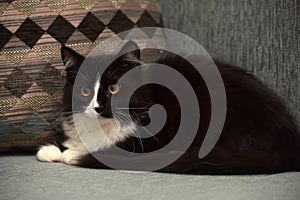 Black and white fluffy beautiful cat on a gray