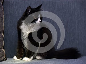 Black and white fluffy beautiful cat on a gray