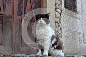 Black and white fluffy cat