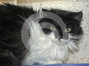 Black and white fluffy cat