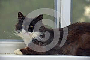 Black and white fluffy cat