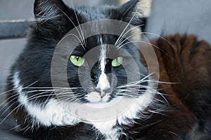 Black and white fluffy cat