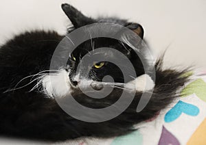 Black and white fluffy cat curled up in a ball, close-up