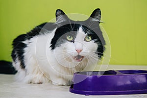 Black-white fluffy cat eats from a purple bowl on a green background. A two-colored cat licks its lips after eating