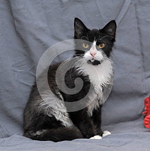 Black with white fluffy cat on a gray background