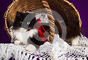 Black and white fluffy cat lies in a basket.