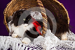 Black and white fluffy cat lies in a basket.