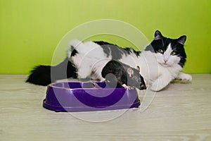 A black and white fluffy cat lies near a bowl on a green background. A two-tone cat looks at a rat stealing its food