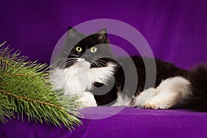 Black and white fluffy cat lies on a purple