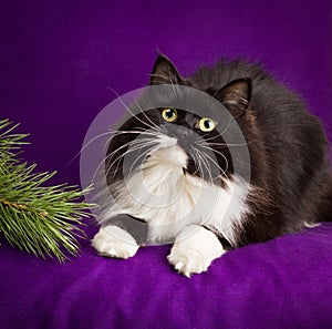 Black and white fluffy cat lies on a purple