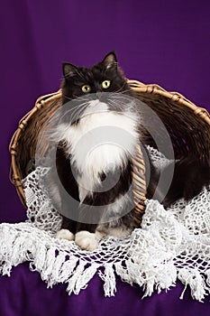 Black and white fluffy cat sitting on a lace veil near the basket. Purple background.