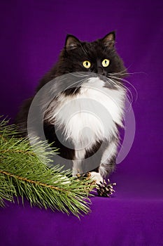 Black and white fluffy cat sitting on a purple