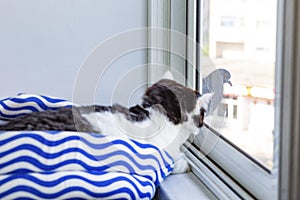 A black and white fluffy cat is watching a dove through the window