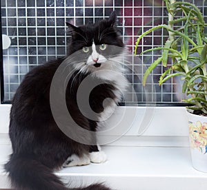 Black with white fluffy cat on a windowsill