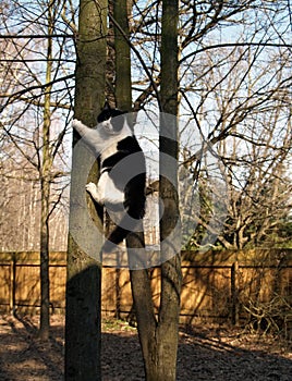 Black and white fluffy fat cat is climbing a tree in a park