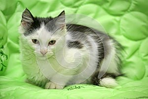 Black and white fluffy kitten