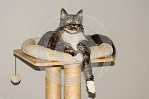 black and white fluffy maine coon cat cat bed with a paw down and looks with large round eyes