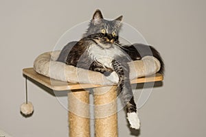 black and white fluffy maine coon cat cat bed with a paw down and looks to the side with gray