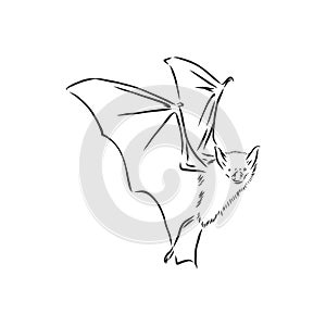 black and white flying Halloween vampire bat, sketch style vector illustration isolated on white background. bat vector