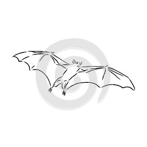 black and white flying Halloween vampire bat, sketch style vector illustration isolated on white background. bat vector