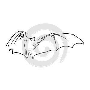 black and white flying Halloween vampire bat, sketch style vector illustration isolated on white background. bat vector