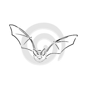 black and white flying Halloween vampire bat, sketch style vector illustration isolated on white background. bat vector