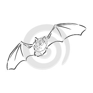 black and white flying Halloween vampire bat, sketch style vector illustration isolated on white background. bat vector