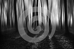 Black and White forest