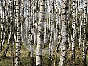Black and white forest of birches