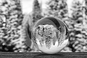 Black and White Forest Captured in Globe