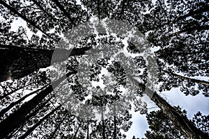 Black and White Forest Trees Converging