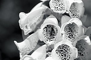 Black and white of Foxglove flowers in full bloom