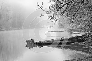 Black and white of Freezing Fog on Columbia Slough