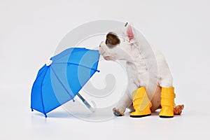 Black and white French Bulldog dog puppy with umbrella and rain boots