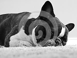 Black and white french bulldog snoozing photo