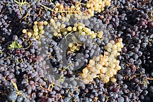 Black and white fresh grapes for producing wine