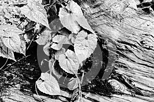 Black and white fresh new leaves, tree trunk wood texture. Natural background