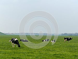 Black and white fresian holstien dairy cattle in a field