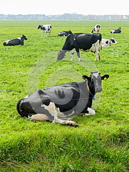 Black and white fresian holstien dairy cattle in a field