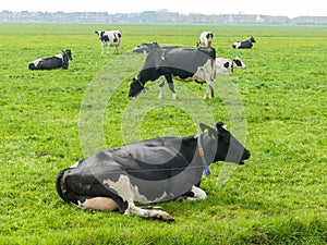 Black and white fresian holstien dairy cattle in a field