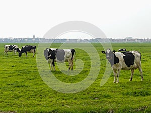 Black and white fresian holstien dairy cattle in a field photo
